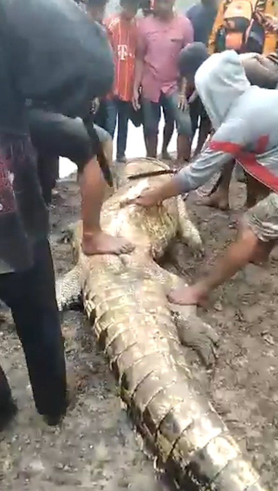 The croc was captured after it was found lurking in a river bank