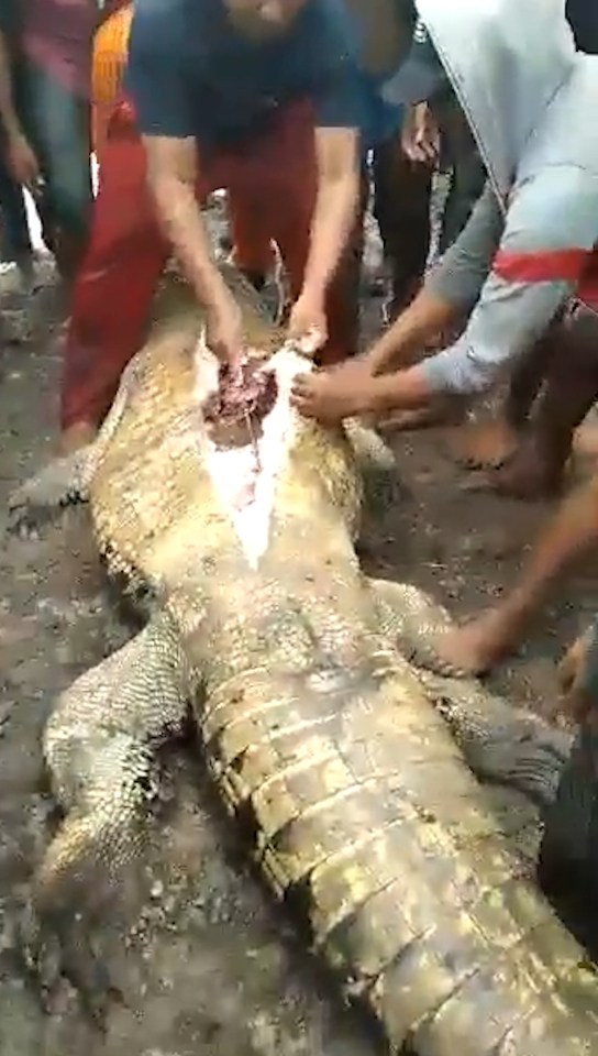 Gruesome footage shows a killer croc being sliced open in Indonesia