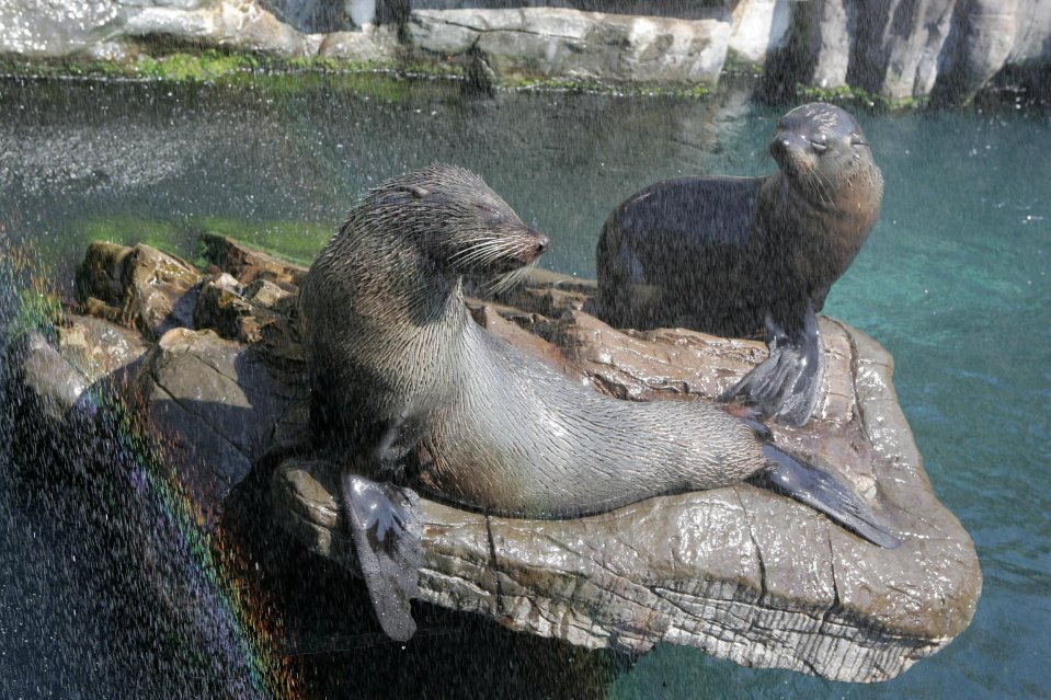 These South American fur seals will need to be moved to a new home