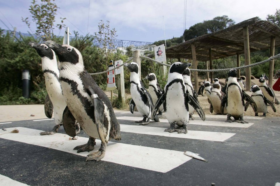 Hundreds of animals including penguins are in need of a home after a Devon zoo was forced to close