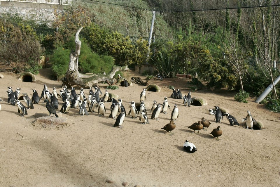 Most of the animals kept at Living Coasts are marine species