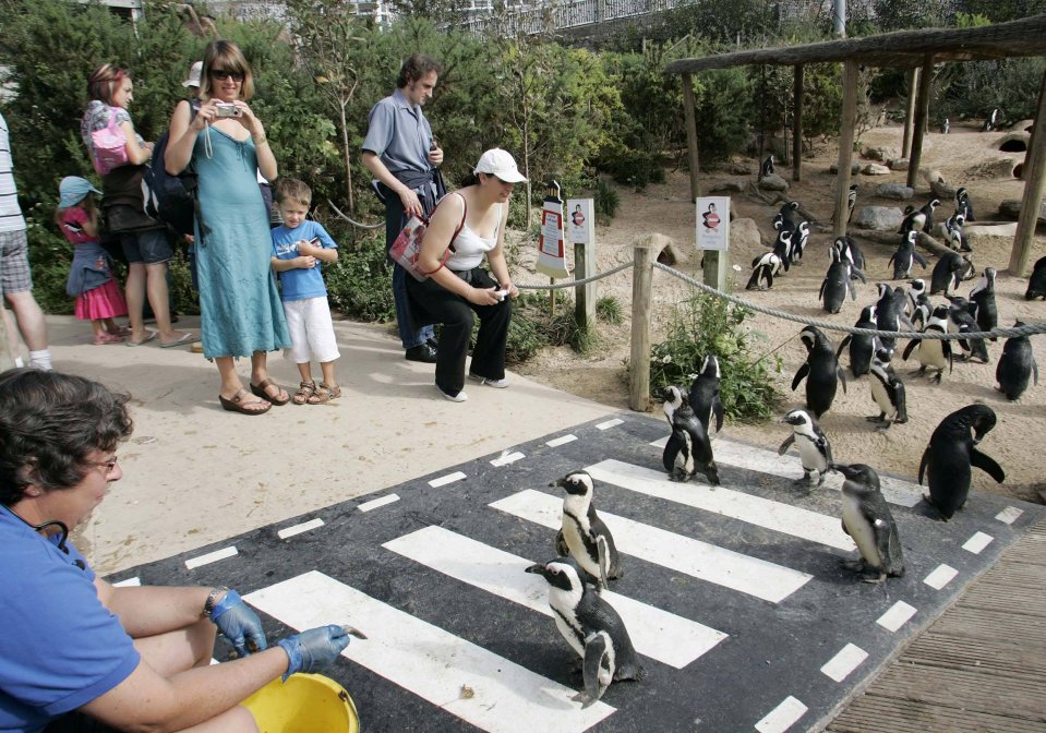 African penguins and macaroni penguins have called the zoo home for the past 20 years