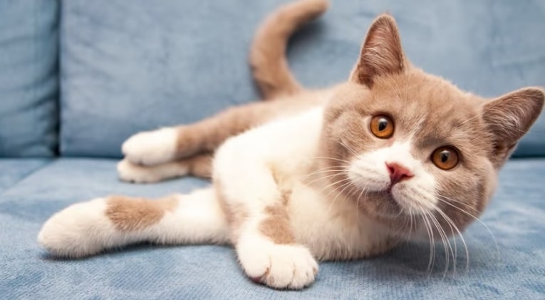 Domestic cats have also found to be infected with coronavirus