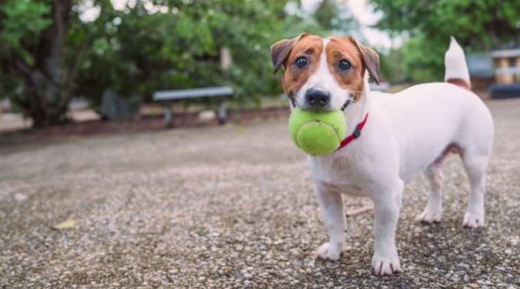 Dogs are at risk of catching coronavirus, experts warn