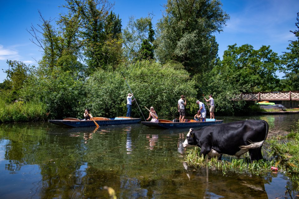 Punters on the river in Cambridge pass by a cow cooling off in the water