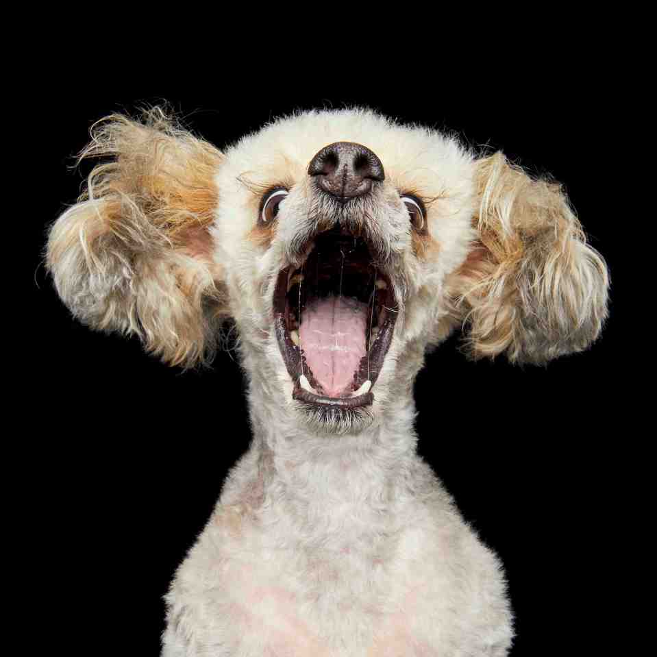 One little dog made sure to open his mouth extra wide to catch the tasty treat