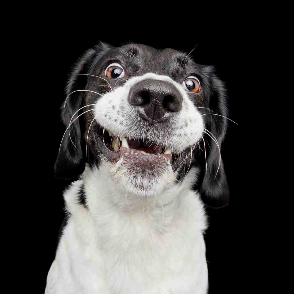 Liz describes the expressions on the dogs’ faces as 'priceless'