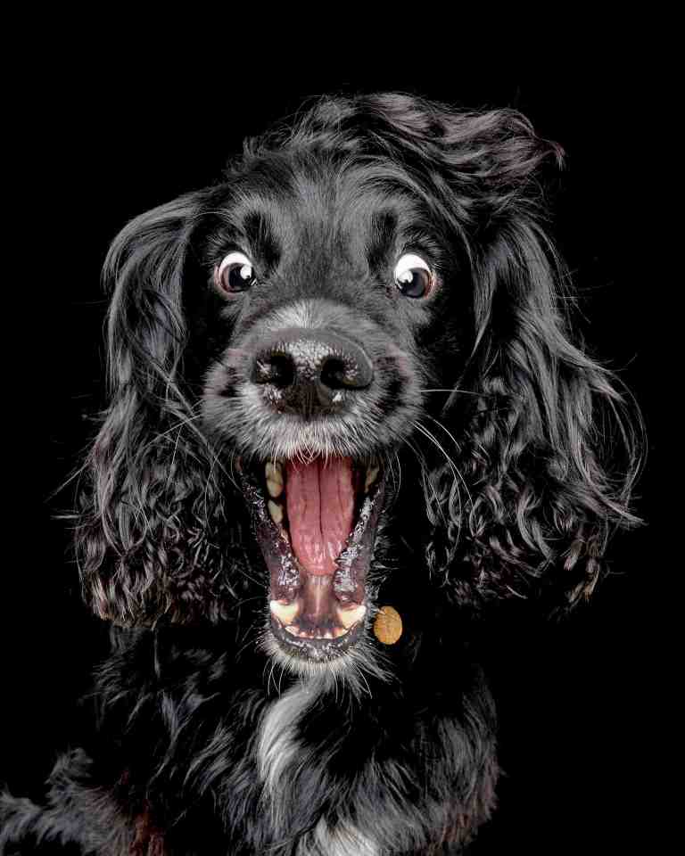 Perfectly-timed snaps show the faces of hungry hounds as they receive a treat