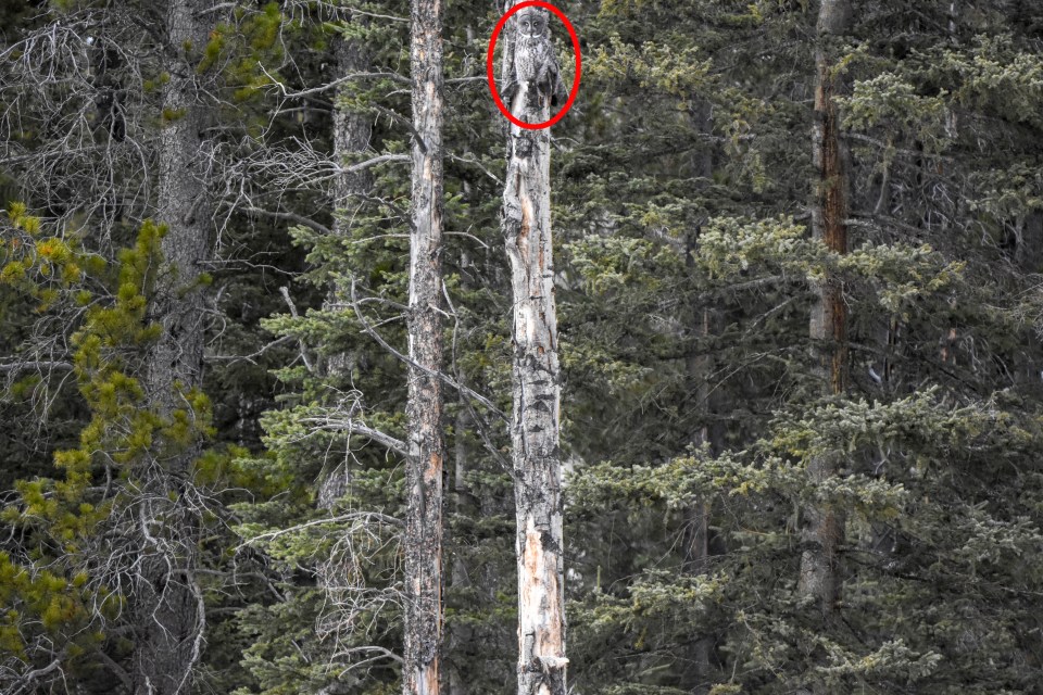 Rob Borovsky, a manager from Alberta, Canada captured a great grey owl close to the Rocky Mountains