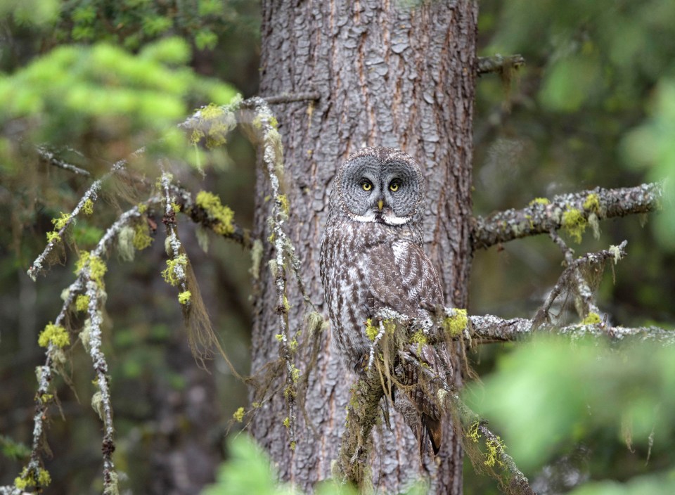 The great grey owl stares out from its perch