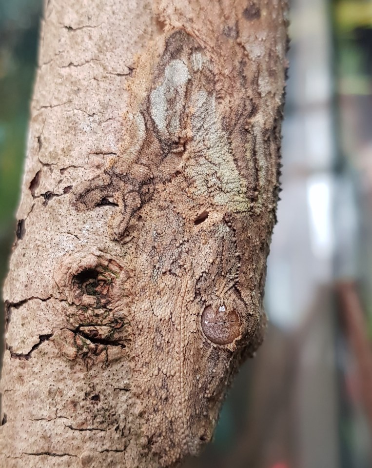 In Cheshire, UK, Luna the gecko has blended perfectly into a branch