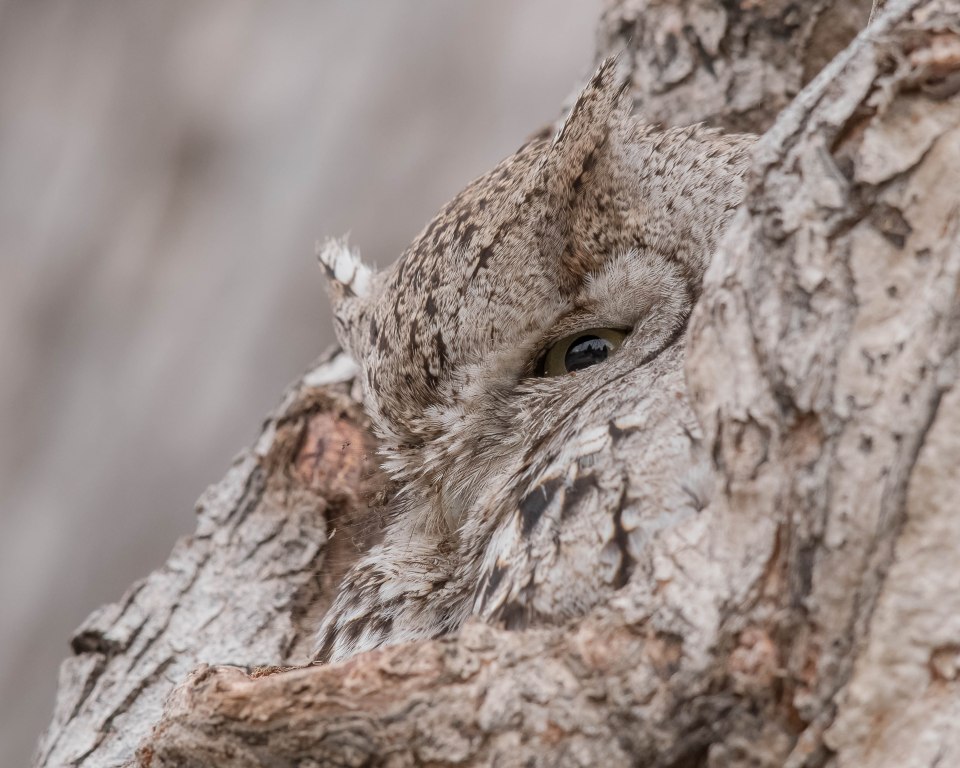 When an owl peeks out, it can be seen hidden against the bark