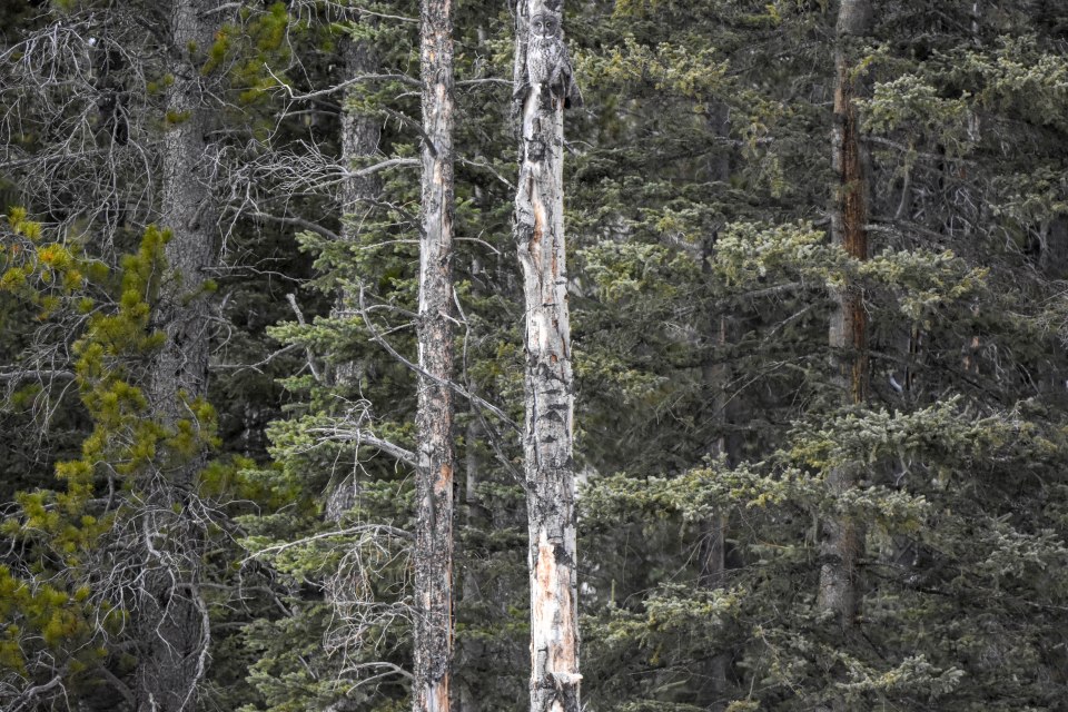 Another great grey owl uses its incredible camouflage ability while hunting