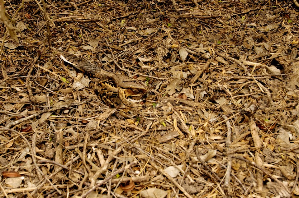 Trying to become invisible about the leaf litter is a cautious Common Pauraque, found in Central and South America