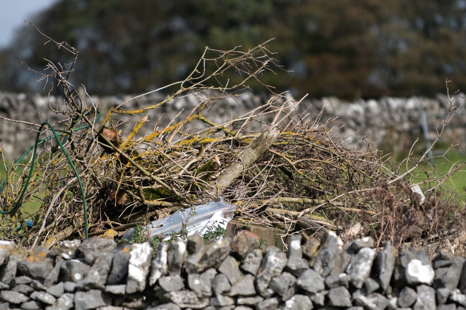 In the UK, obscured from view is a small owl