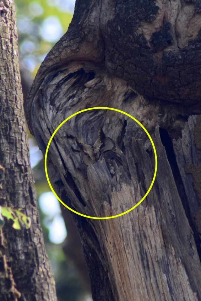 This near-invisible owl was spotted relaxing in a tree