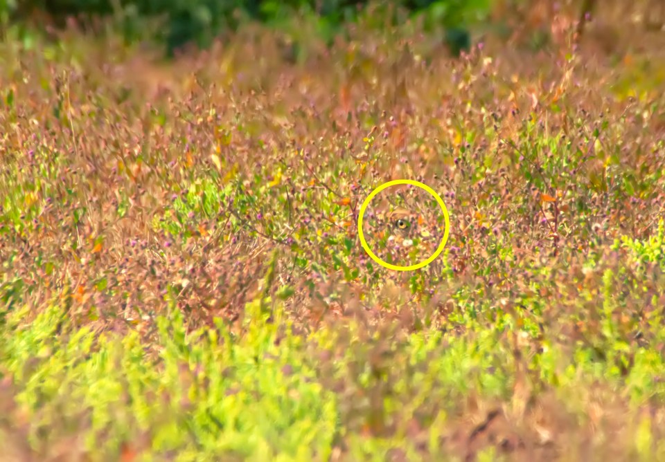 Did you spot this well-hidden Macqueens Bustard?