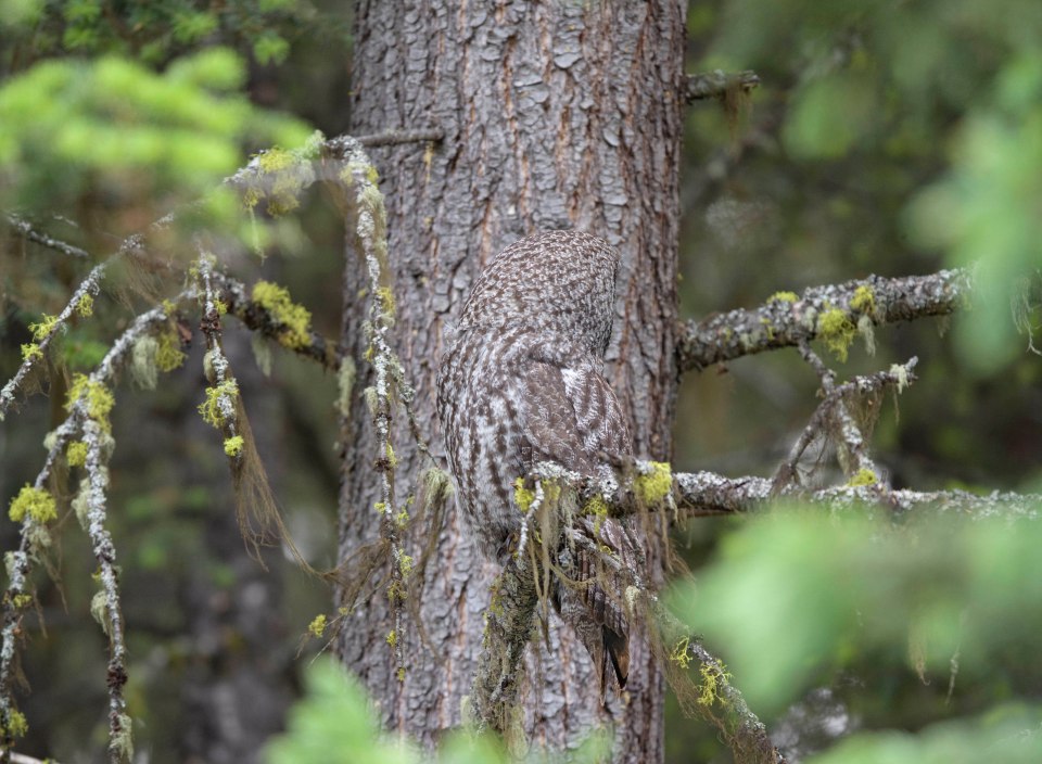 Hidden in plain sight on a branch is a great grey owl