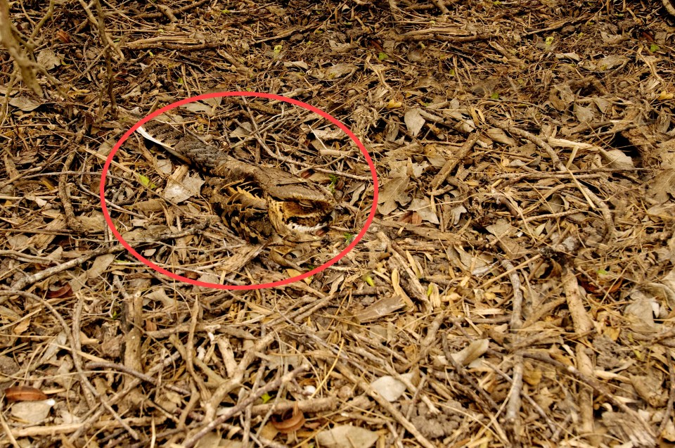 The Common Pauraque, roosting on the ground, was found by professional bird photographer Alan Murphy, from Houston, Texas who says their plumage blends in perfectly with the habitat