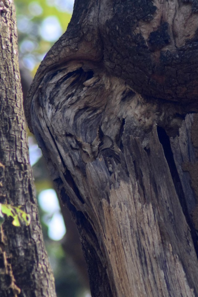 Another clever owl is taking cover in a hollowed-out tree