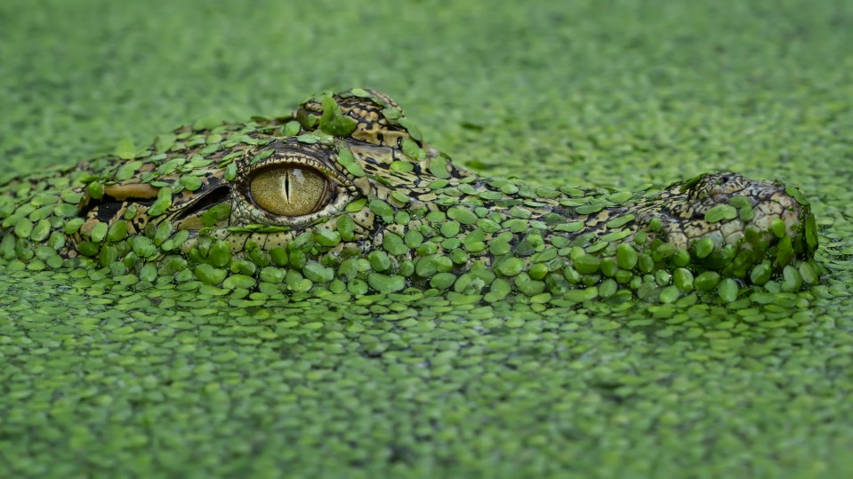 A crocodile is camouflaged in the water in Tangerang, Indonesia