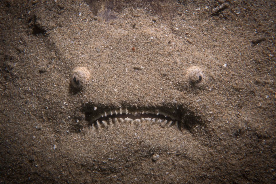 Beware where you tread - a camouflaged stargazer fish looms below the sand