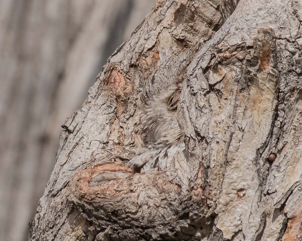 Avoiding detection - an owl takes refuge by blending into the bark