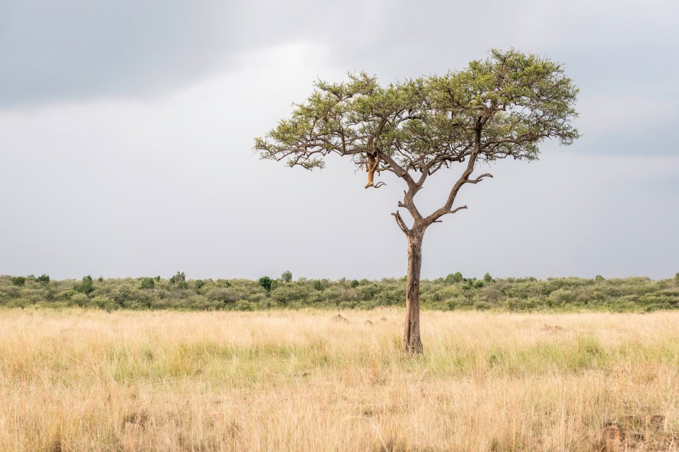 Look very carefully, and you might find a leopard on tree trunk in the Masai Mara, Kenya 