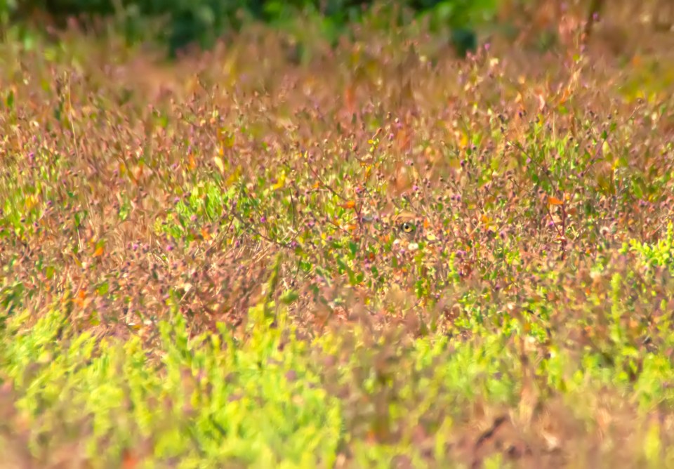 Adjust your glasses to spot this well-hidden Macqueens Bustard in Asia