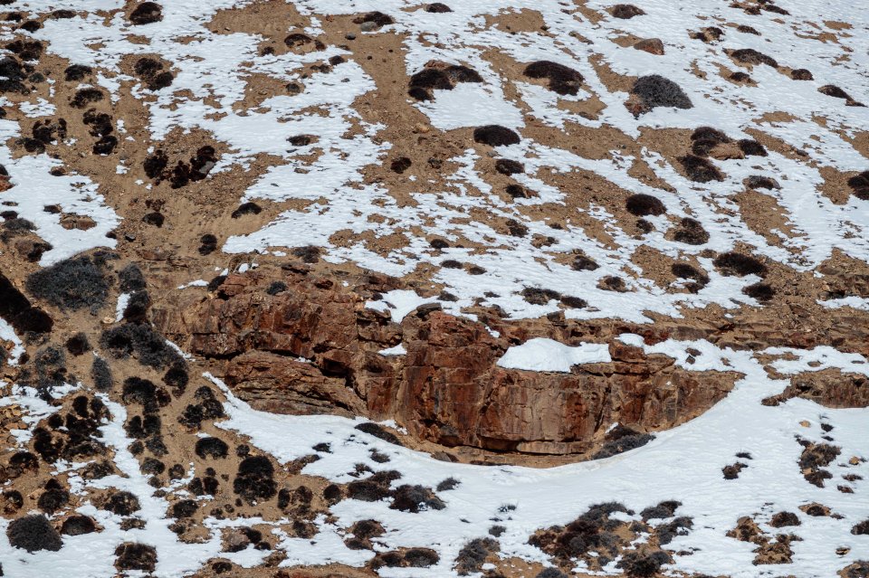 A stunning snow leopard plays hide and seek with a photographer in India