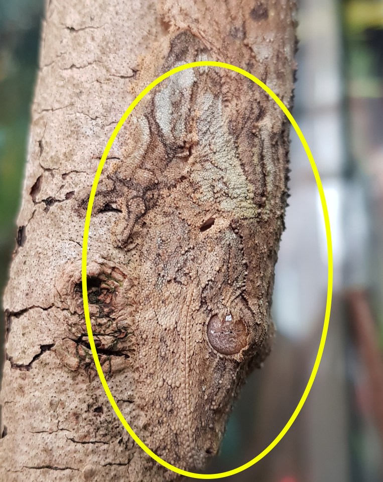 Lizard fanatic Dave Bagshaw keeps and breeds mossy leaf-tailed geckos at his home in Macclesfield, Cheshire, UK