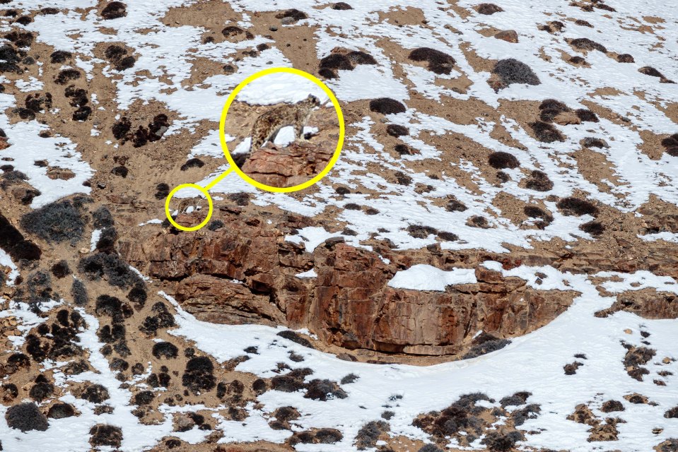  Photographer Bobby-Jo Vial took this picture of a well-camouflaged snow leopard while on a photo safari in Kibber National Park, India