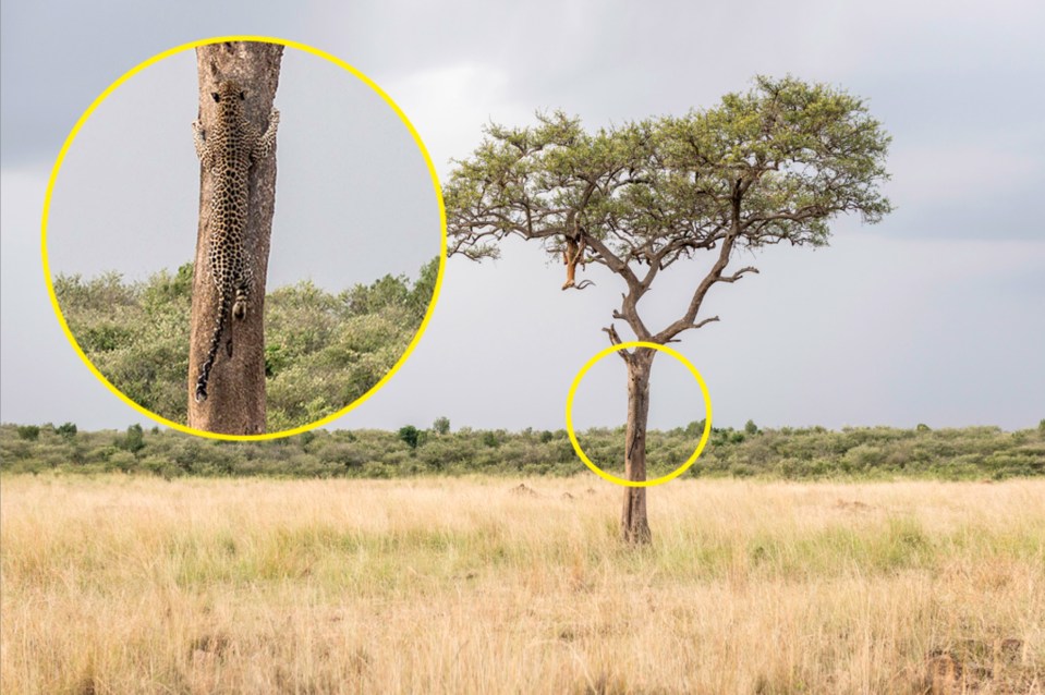 A stealthy leopard starts creeping towards its captured prey - an impala