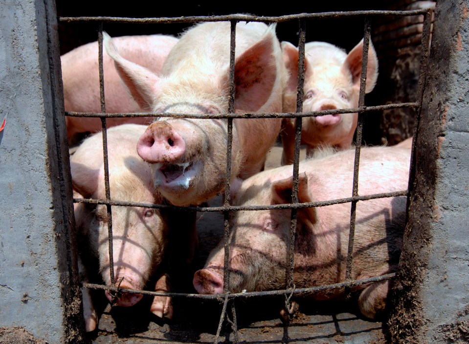 The study looked at the swabs of 30,000 pigs from 10 different provinces in China