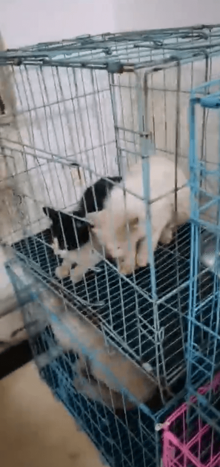 Two cats sit in a more spacious cage after being rescued 