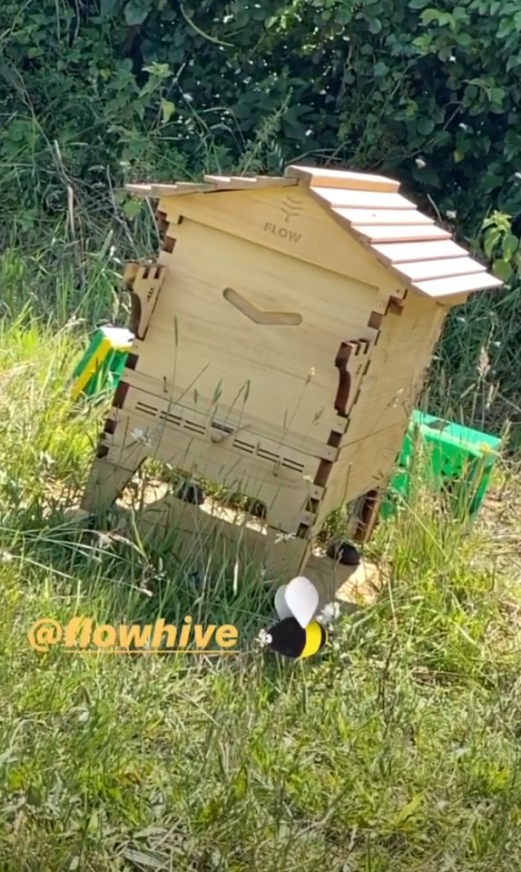 The bees appear to be enjoying their new hive