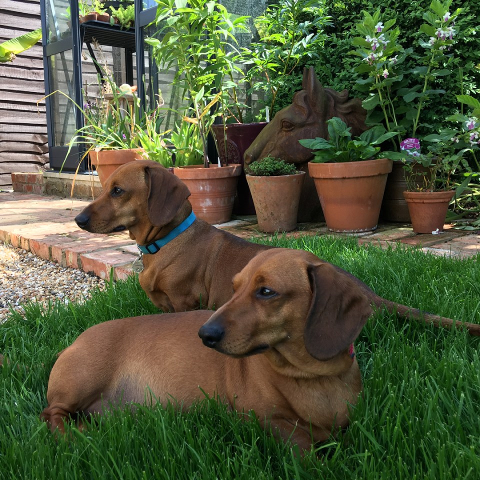  His adorable dogs clearly enjoy the manicured outdoor space