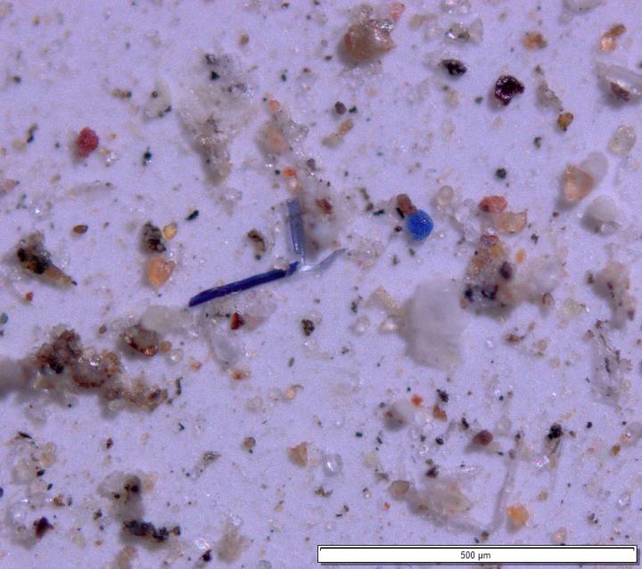 Powerful magnification allowed researchers to count and identify the microplastic beads and fragments