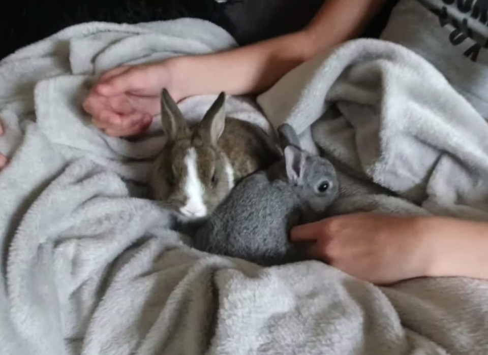 Adorable dwarf rabbits were among the many presents Princess got for her 13th birthday