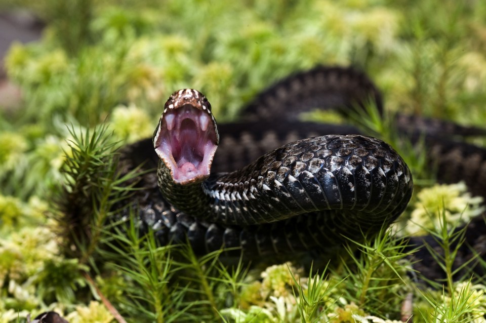 A three-year-old boy was rushed to hospital after being bitten by an adder during a picnic