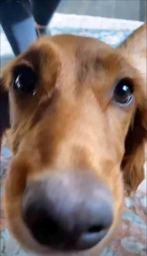 A cute video of Sage the pooch has hinted that Brooklyn is back in the UK