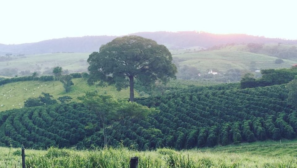 Bernie's wife Fabiana runs a coffee plantation in Brazil