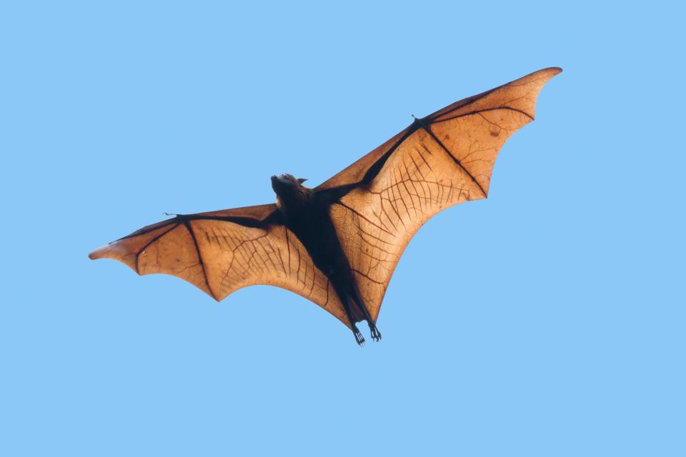 The Nipah virus is a zoonotic disease that can be transmitted from bats and pigs to humans