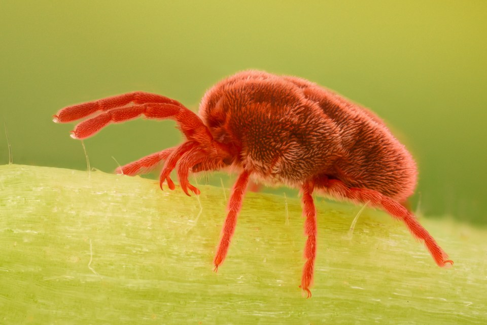 Tiny red spiders can be a scourge for British gardeners in the warmer months