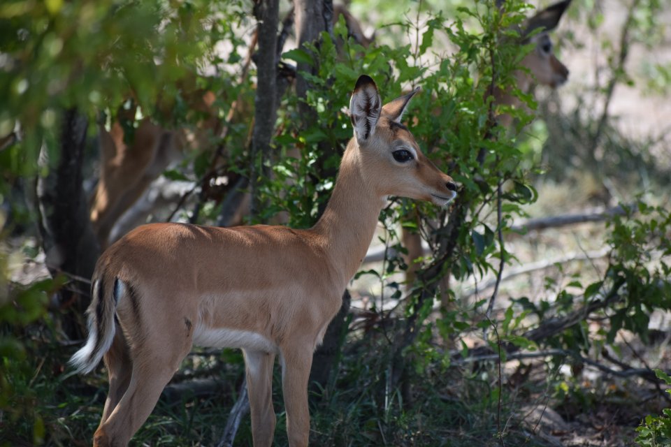 The impalas didn't sense the lion until it was too late