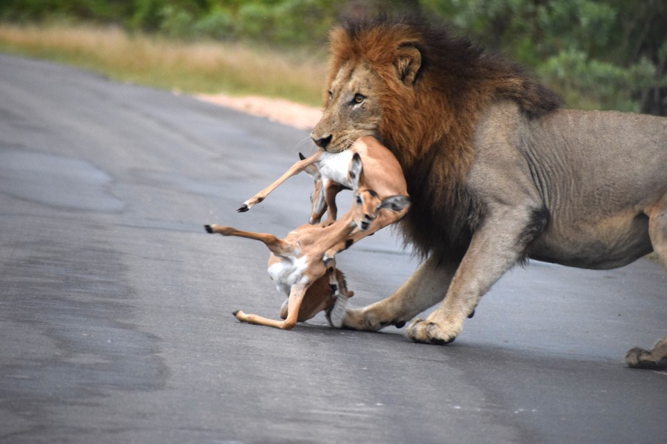 Several impalas were able to get away but others weren't so lucky