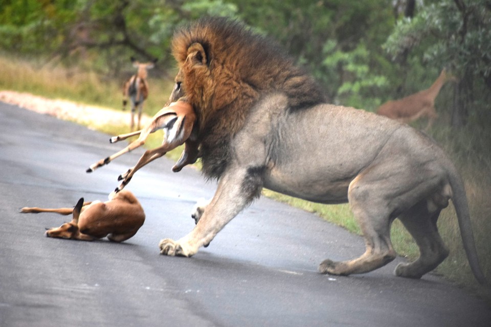 This greedy lion wasn't settling for one impala