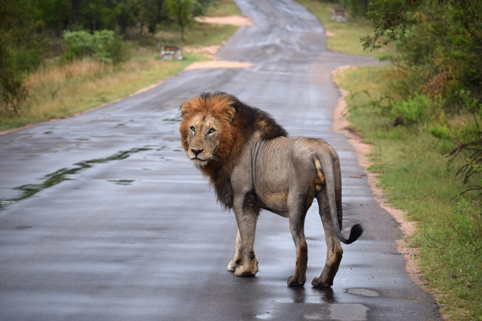 The King of the Jungle was making its way along its territorial path