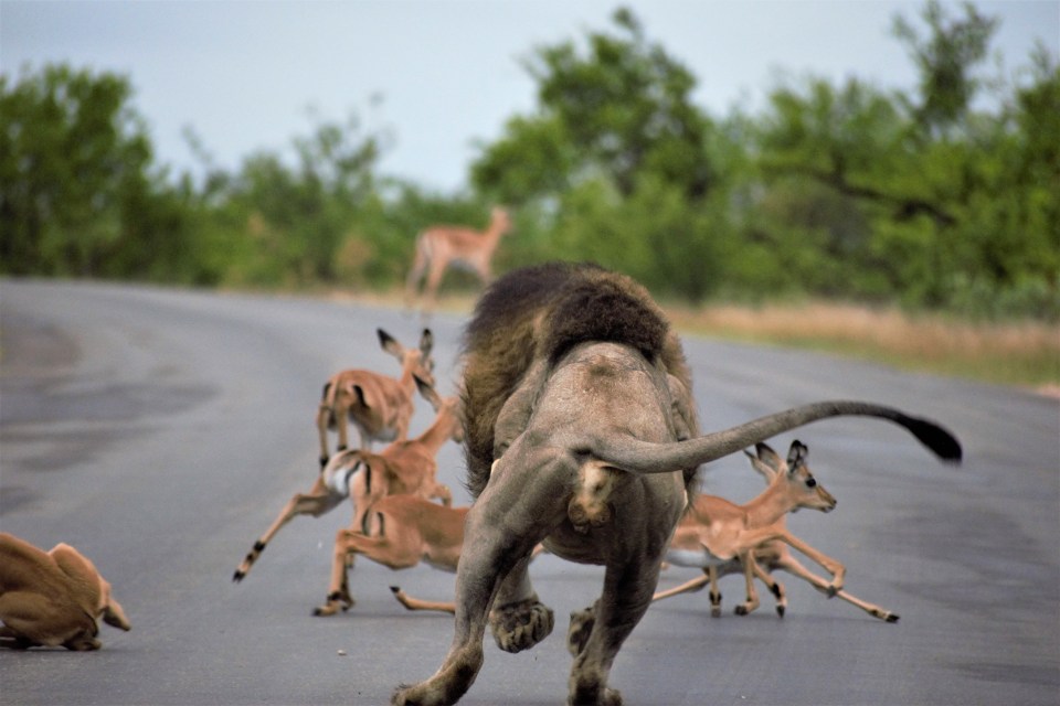 The impalas scattered in different directions as the lion ran towards them