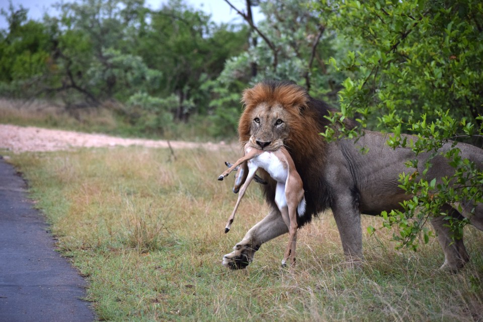 The four hundred pound beast makes off with an impala in its mouth